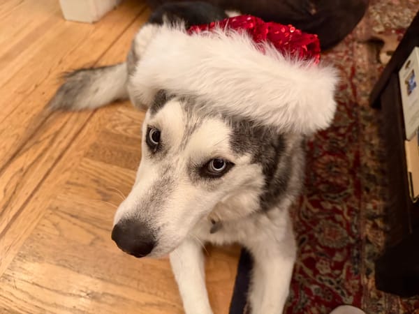 Willow's first holiday with us